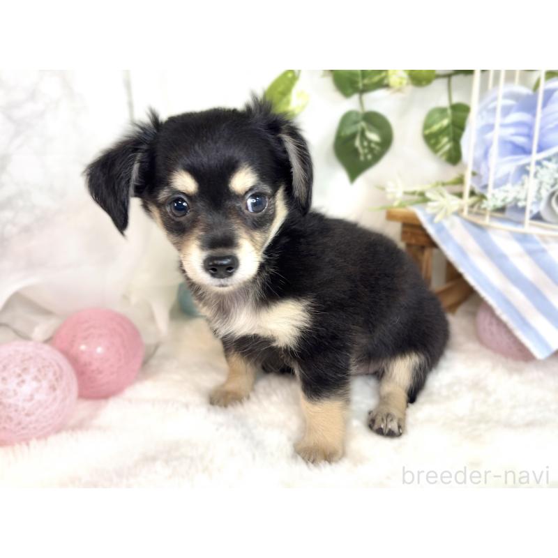 成約済の滋賀県のチワックス:チワワ×ミニチュアダックスフンド-411770の3枚目